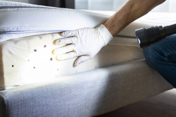 Best Insect Control  in Clifton Gardens, NY