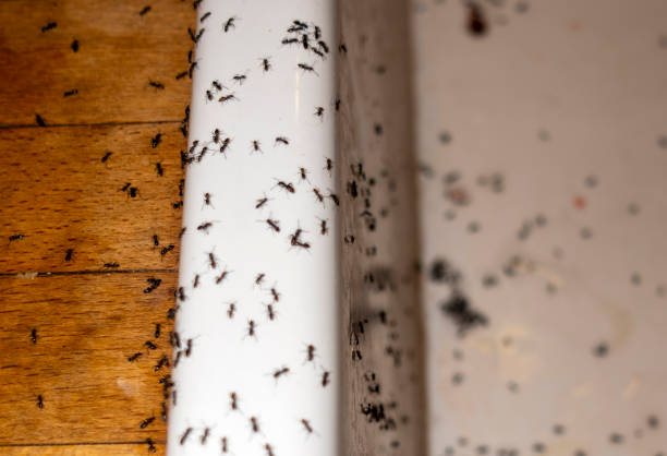 Wasp Removal Services in Clifton Gardens, NY